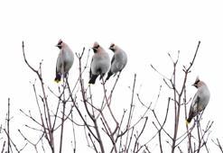 Soğuk hava onları İstanbul’a getirdi! Nadir görülen 'İpekkuyruk' sürprizi