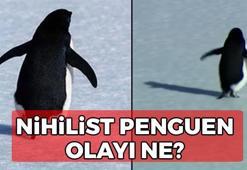 Nihilist penguen olayı ne? Penguen olayı ne, neden konuşuluyor? Nihilist penguenin hikayesi