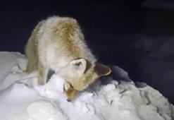 Yiyecek arayan tilki ayakta donarak öldü