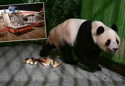 Dostluğun simgesiydi: Japonya 50 yıl sonra ilk Kez pandasız kaldı
