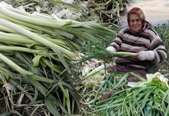 Fiyatı 10 TL'ye kadar düştü! Kış aylarının süper sebzesi: Damar duvarlarını koruyup tansiyonu dengeliyor!