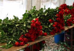 Çiçeklerin solmasını önleyen yöntem! Suyuna birkaç damla eklemek yetiyor