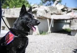 Ömür boyu sadakat yemini etmiş gibiler: İşte sahibine en çok bağlı olan 5 köpek ırkı