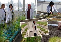 Erzurum'da 'süper tohum' mesaisi: Eksi 21 dereceye meydan okuyorlar, 6 yıllık süre yarı yarıya kısaltılıyor!