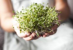 Brokoliyi tahtından etti: 1 kasesi 5 kat daha güçlü, tam bir demir fabrikası