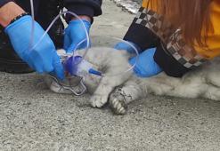 Beyoğlu’nda yangında mahsur kalan kedi 'Sütlaç' için seferberlik