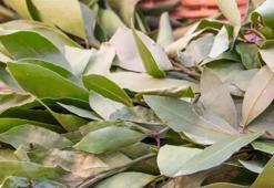 Defne yaprağı faydaları nelerdir? Defne yaprağı neye iyi gelir?