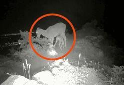 Karaman’da objektife takıldı! Fotokapan görüntüleri dikkat çekti
