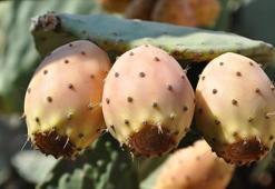 Toplanması çok zor ama 70 derdin şifası! Bu meyvenin ismini bilen çıkmıyor