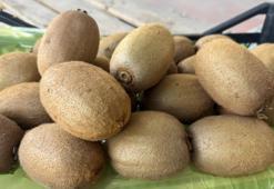 İznik'ten Avrupa'ya açılan kapı! Tanesi 220 gram, görenler şoke oluyor
