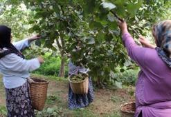 Tarladan rafa dehşet veren uçurum: Kilosu 250 liradan 1600 liraya nasıl çıkıyor?