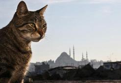 Süper kahramanları kıskandıran özellik! Kedinizin gizli güçlerini biliyor muydunuz?