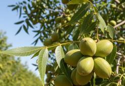 Bahçesine eken milyoner oluyor: Geleceğin 'yeşil altını' belli oldu! Az su isteyen, çok kazandıran bu bitkiyi keşfedenler paraya para demiyor