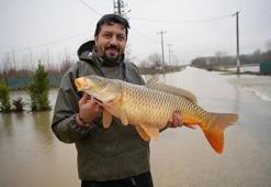 Meriç Nehri taştı, tarladan rekor ağırlıkta sazan çıktı