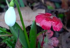 Bu çiçekler servet değerinde! Anadolu'nun doğal hazinesi tehlike altında