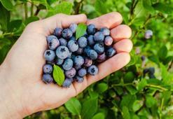Vücutta biriken yağı kazıyıp atıyor! Metabolizmayı harekete geçiriyor, iştahı baskılıyor