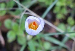 Karların erimesiyle ortaya çıktı! Dağlarda yetişiyor, 'milli servet' değeri taşıyor