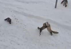 Aç tilkiler ekmek için kavga etti, o anlar kamerada