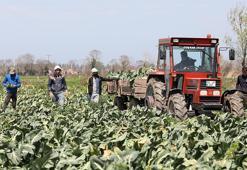 Tarlada 8 lira rafta 50 lira: Bafra Ovası’ndan gelen görüntüler herkesi şaşkına çevirdi