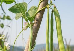 Türklerin en sevdiği sebzeydi: Almanya’da yılın zehirli bitkisi seçildi
