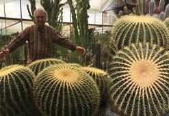 Kaktüse bile çiçek açtırıyor! Çiçekçilerin kullandığı yöntem, toprağına 1 parça ekleyin