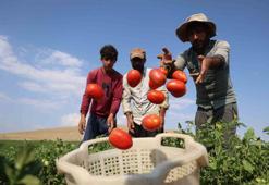 Yıllardır sebze sanıyorduk! Bilim açıkladı: Dünyanın en sağlıklı meyvesi seçildi