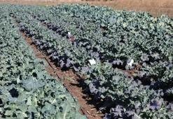 Bafra Ovası'ndan dünyaya: Kilosu 30 lira oldu, Rusya ve Polonya sıraya girdi!