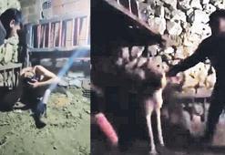 Ahırda çocuğa işkence