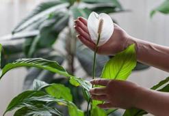 Evdeki kötü havayı vakum gibi çekiyor! Oksijen kalitesini yüzde 90 artırıyor