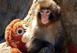 Bebek maymun Punch olayı ne? Maymun Punch hikayesi nedir, şu anda nerede?