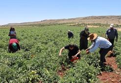 Lezzet haritası değişti! Dünyanın en iyi 10 domatesi seçildi: İşte Türkiye'den listeye giren o efsane çeşit...