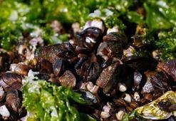 İzmir Körfezi’ndeki midyelerle ilgili hepatit A ve norovirüs iddialarına resmi açıklama geldi