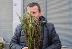 Toprakta kendiliğinden yetişiyor! Dünyanın en sağlıklı otu: Eklem ağrılarının kökünü kurutuyor