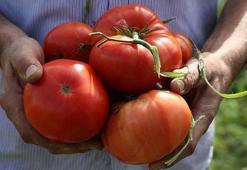 Meğer yıllardır yanlış saklıyormuşuz! Mart ayında domatesi buzdolabına koyanlara kötü haber