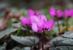 Şubatta Bahar Sürprizi! Çorum'da Doğanın Kalbinden Gelen Mucize: Görenleri Mest Ediyor