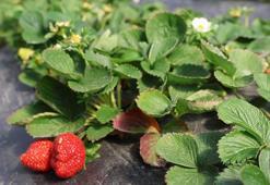 Portakalda kaybettiği umudu o meyvede buldu! Kilosunu 300 TL'den kapış kapış satıyor