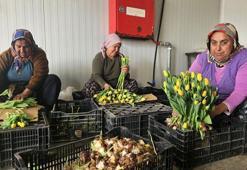 Toprak yok, ilaç yok, gübre yok! Bu çiçekler suda yetişiyor: Kadınlar Günü'ne özel üretiliyor