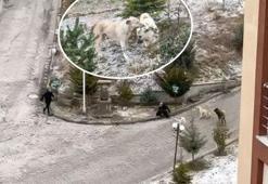 Sokak köpeği dehşeti! Önce öğrencilere, sonra kadına saldırdılar