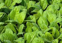 Profesörden korkutan uyarı: Masum sanıyoruz ama 8 paket sigaraya bedel!