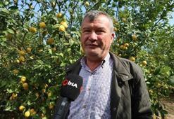 Kilosu 40 TL: Adana’da hasadı yapılan ürün böbrek taşını önlüyor