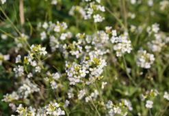 Avrupa her yerde onu arıyor: Bahçenizdeki o bitkiyle karıştırmayın, servet değerinde!
