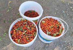 Doğada bedava, raflarda cep yakıyor: Hepsi şifa deposu olan o bitkiler kendi kendine yetişiyor: İşte Anadolu'nun unutulan nimetleri