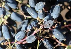 Doğal antikor fabrikası: Rusların yüzyıllardır sır gibi sakladığı meyve: Türkiye'de doğada bedava yetişiyor!