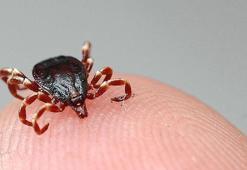 Lyme hastalığı CIA deneyi çıktı! 282 bin kene doğaya mı salındı?