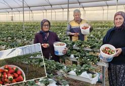 Silifke'de örtü altında hasat başladı! Kilosu 140 ile 160 TL arasında: Sabahın erken saatlerinde tek tek toplanıyor