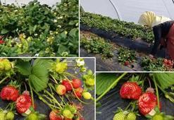 Dört mevsim hasat ediliyor! Kilosu 200 TL: Lezzetiyle hayran bırakıyor