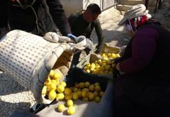 Mersin'de hasadı bitiyor! Kilosu 35 TL: Balkanlar, Rusya ve Orta Doğu'ya ihraç ediliyor: Dünyanın en güçlü c vitamini deposu, 70 derdin şifası