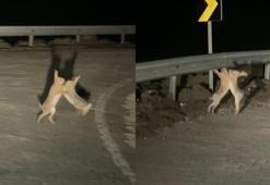 Çanakkale'de 2 tavşan yol kenarında yumruk yumruğa kavga etti