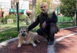 Fazla kilolarına savaş açtı! 13 yaşındaki obez köpek 'Kız' yürüyüşle zayıflamaya çalışıyor