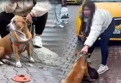 Saldırı sonrası pes dedirten anlar! Pitbull’un sahibi müdahaleye izin vermedi